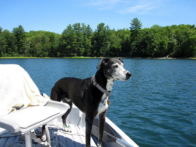 buddy_boat.jpg