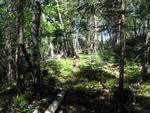 mason_woods.jpg