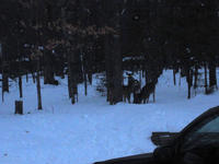 lando_vaca_1011_19.jpg